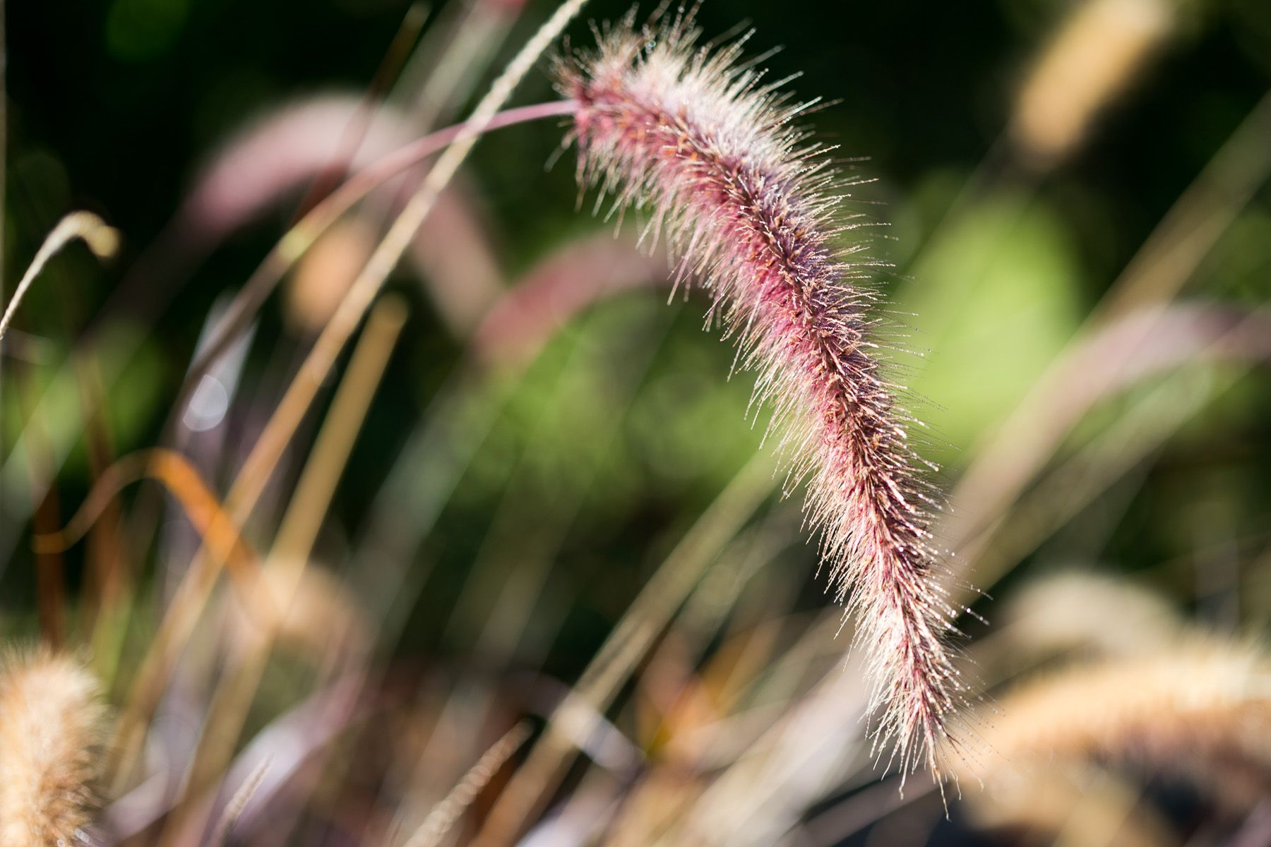 Fuzzy Plant A Macro Study Peter Hung