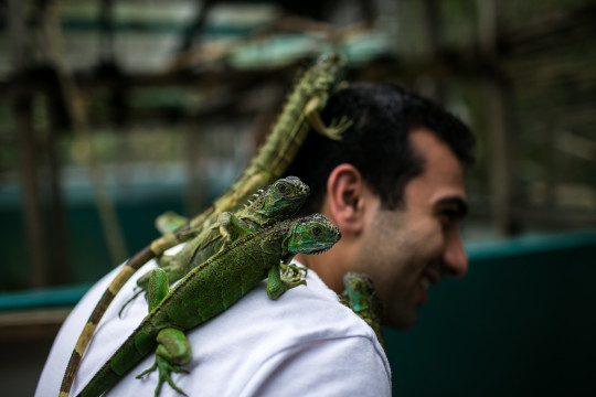 little iguanas climbing